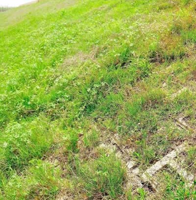 植生砼生態(tài)護(hù)坡案例